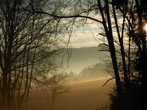 Free Images Landscape Tree Nature Forest Branch Fog Sunrise
