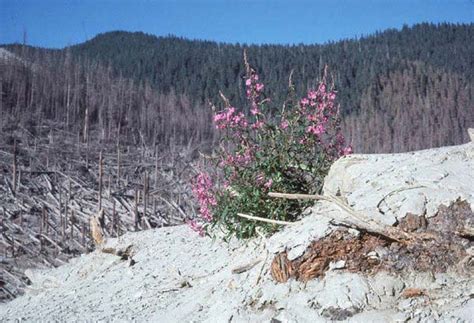 Before And After Mt St Helens Eruption Pictures That Will Shock You