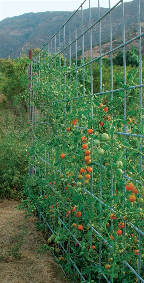 How Do You Support Tomatoes Vertically
