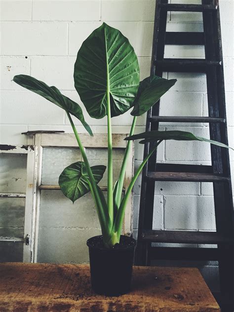 A Beautiful Tropical Indoor Plant With Broad Leaves Resembling The Ear