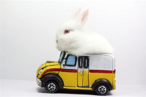 How To Travel With A Rabbit In A Car