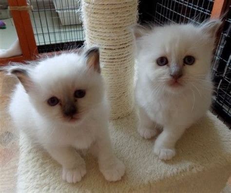 Therefore, you should take into account your needs and budget to make the most suitable decision. Birman Sale Indiana (2) | Hoobly.US