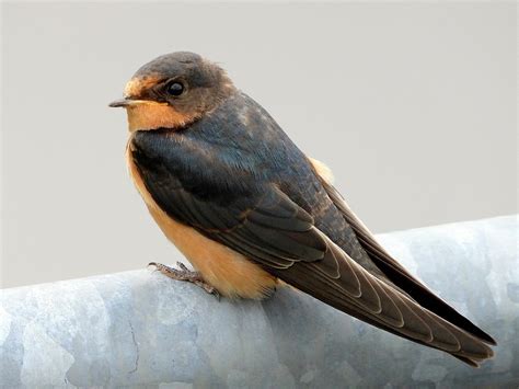 Barn Swallow Celebrate Urban Birds