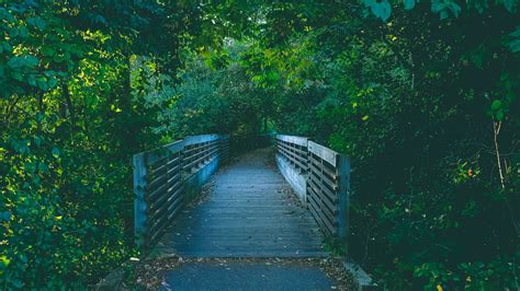 Wood Bridge Path Between Trees In Garden Hd Nature Wallpapers Hd