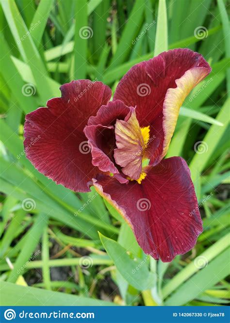 Purple Wild Lily Flower In A Garden Stock Photo Image Of Intense