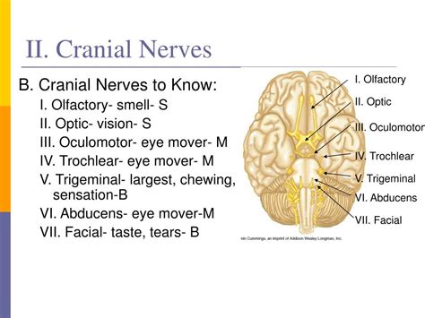 Ppt The Central Nervous System Brain Ii Cranial Nerves Powerpoint My