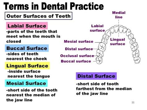 Dental Hygiene School Dental Hygiene Student Dental Assistant Study
