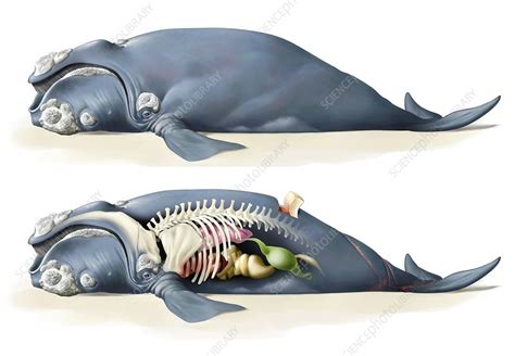 Whale Anatomy Stock Image C0087469 Science Photo Library