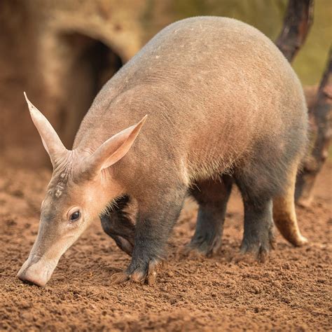 Aardvark Meet Our Animals Plan Your Visit Chester Zoo