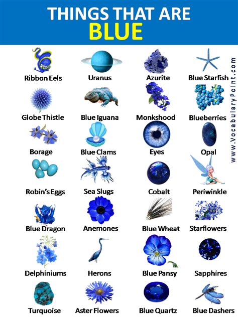 Best Things That Are Blue In Nature Vocabulary Point