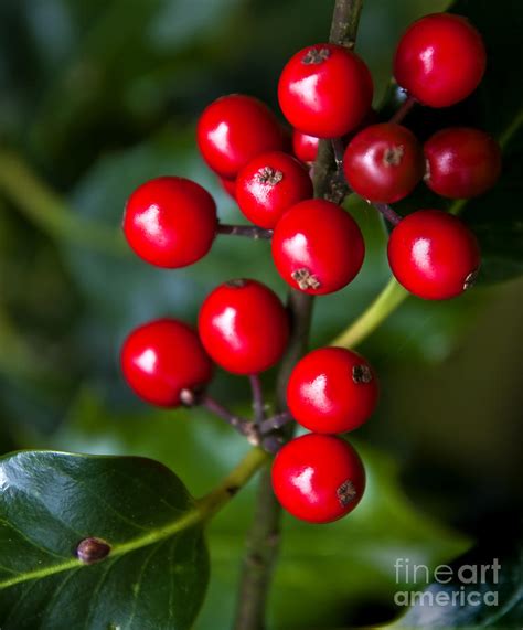 Download this premium photo about branches of holly with berries, and discover more than 9 million professional stock photos on freepik. Holly Berries Photograph by Daniela White