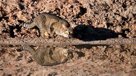 War On Feral Cats Australia Aims To Cull 2 Million Illawarra Mercury