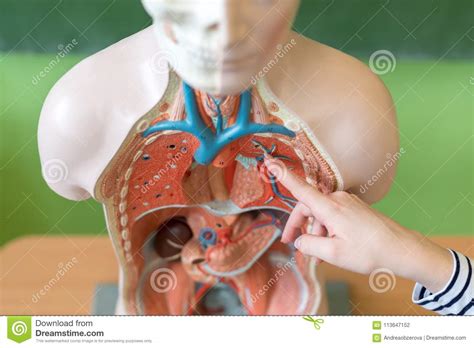 Welcome to innerbody.com, a free educational resource for learning about human anatomy and physiology. Giovane Insegnante Femminile Nella Classe Di Biologia ...