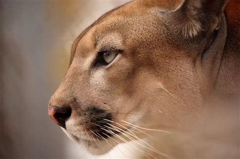 Recent Cougar Sightings Reported In Cook County In Northern Mn
