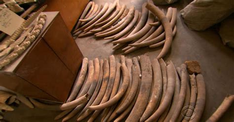 Us Cracks Down On Elephant Ivory Trade Cbs News