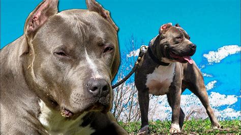 Pit bulls puppies for sale. PITBULL BLUE NOSE | American pitbull terrier Blue Nose ...