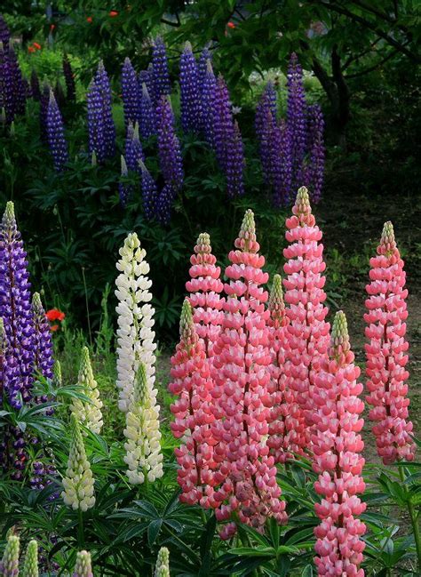 Never underestimate the influence of flowers near me. TrekLens | pink and blue lupin flowers Photo | Flowers ...