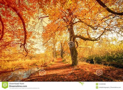 Beautiful Golden Autumn Scenery Stock Photo Image Of Daylight