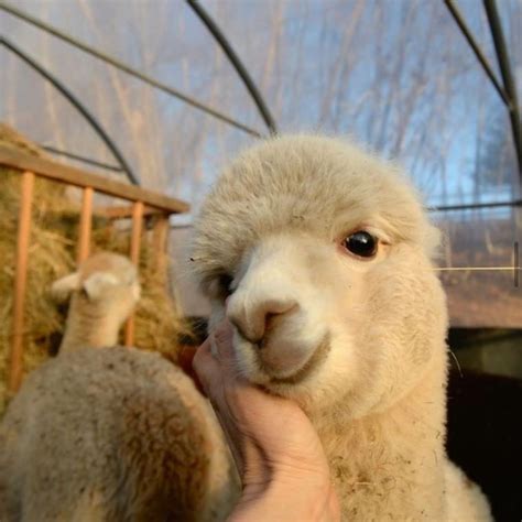 A Lovely Alpaca Smile Cute Little Animals Cute Baby Animals Happy