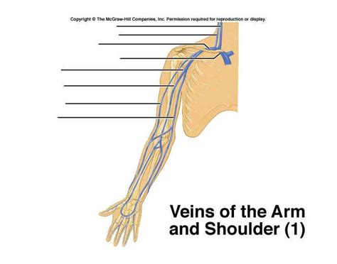 Veins Of The Arm