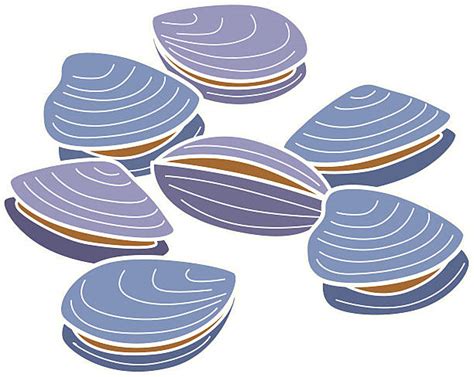 Clam Shell Illustrations Royalty Free Vector Graphics And Clip Art Istock