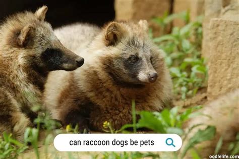 What Is A Raccoon Dog With Photos Understanding This Canine Species
