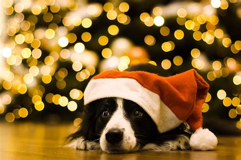 Christmas Dog Pictures Wallpapers Wallpaper Cave