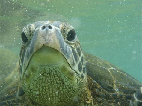 Sea Turtles Of The Florida Gulf Coast