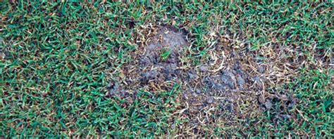 Mole Cricket Inspection Guide Identify Mole Cricket Damage