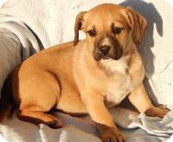 Our pembroke welsh corgi puppies for sale are spirited, athletic, and dependable. Sussex, NJ - Corgi/Boxer Mix. Meet Candy (9 lb) Unique Pup ...
