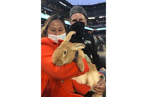 Therapy Bunny At Sf Ballpark Brings Smiles Is Instant Hit