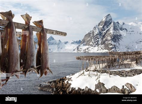 Salted Cod Fish Hanging Out To Dry In Hamnøy Fishing Village On