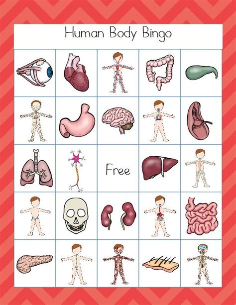 The Human Body Workbook Human Body Unit Human Body Lapbook Human Body