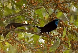 15 burung tercantik di dunia beberapa di antaranya dari. Subhanallah!!!10 Burung Cenderawasih Paling Cantik Di ...