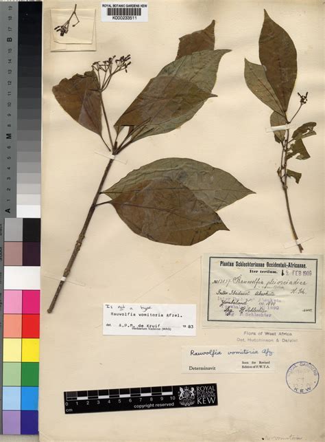 Rauvolfia Vomitoria Wennberg Plants Of The World Online Kew Science