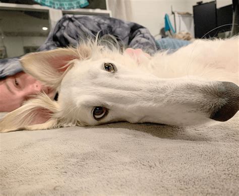 Eris The Borzoi Could Have The Longest Snout In The World And Is An
