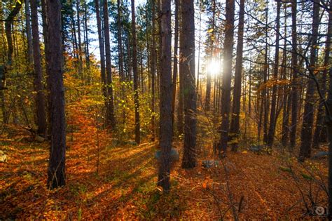 Autumn Forest Landscape Background High Quality Free Backgrounds