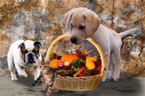 Thanksgiving Dog Names 80 Puppy Names Inspired By The Holiday