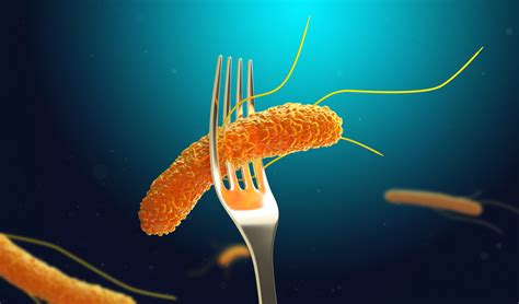 Salmonella bacteria typically live in animal and human intestines and are shed through feces. Salmonella Paratyphi B Outbreak in Minnesota Linked to ...
