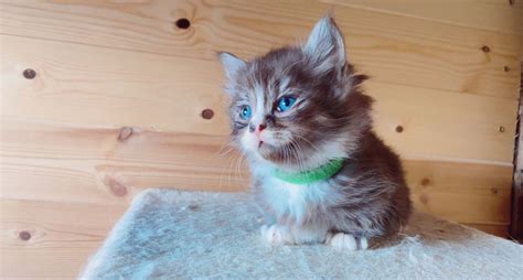 Manx Home Raised Munchkin Kittens For Sale Cats For Sale Price