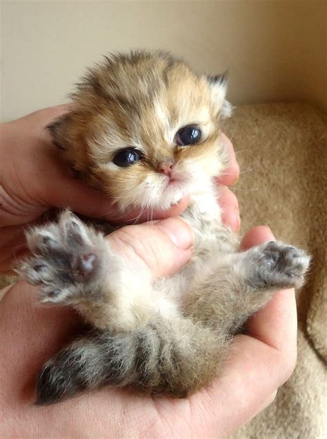 The Tiniest Kitten Furrballs Pinterest Animal Cat And Kitty