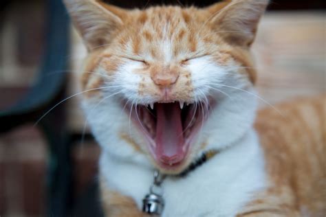 Smiling Cat Free Stock Photo Public Domain Pictures
