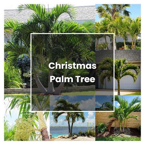 How To Grow Christmas Palm Tree Plant Care And Tips Norwichgardener