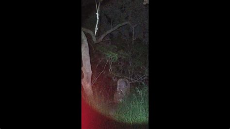 Rodriguez is depicted as a spectre with a noose around her neck, riding through the mesquite trees or wailing from the riverbottoms. The Josepha 'Chipita' Rodriguez Hanging Tree Investigation ...