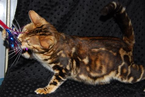 Spotagious Bengals South Texas Breeder Of Bengal Cats Kittens For