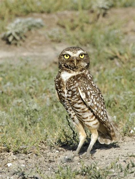 Owl Photos Owl Burrowing Owl