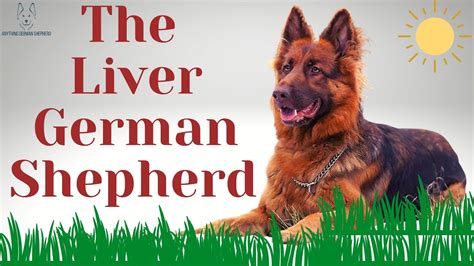 The Liver German Shepherd Youtube