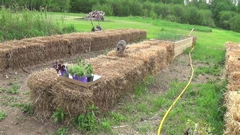 Hay Balestraw Bale Gardening Planting The Plants And Seeds Youtube