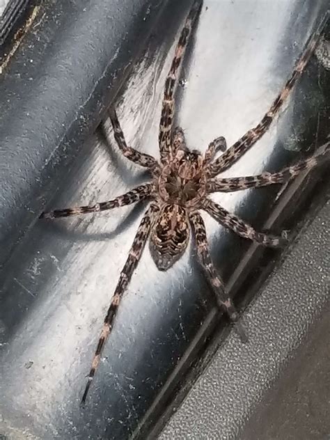 Unidentified Spider In Harrisburg Pennsylvania United States
