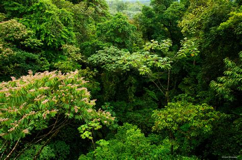 Rainforest Canopy Near La Fortuna Costa Rica Dave Showalter Nature